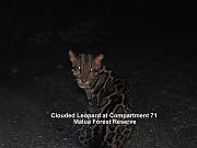Clouded leopard at Cpt 71 Malua FR